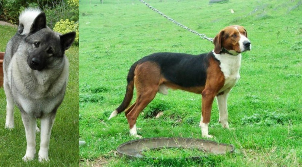 Serbian Tricolour Hound vs Norwegian Elkhound - Breed Comparison