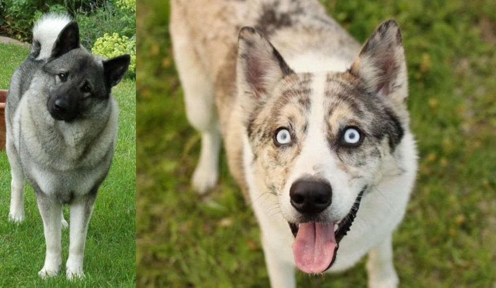 Shepherd Husky vs Norwegian Elkhound - Breed Comparison