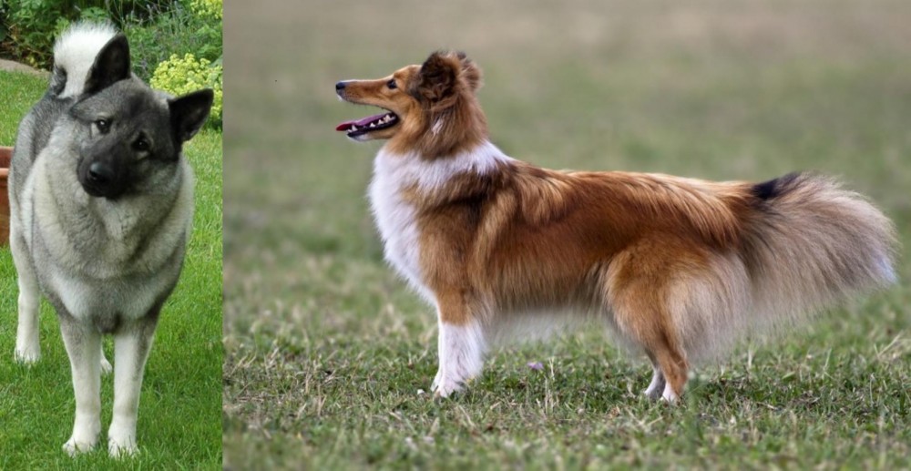 Shetland Sheepdog vs Norwegian Elkhound - Breed Comparison