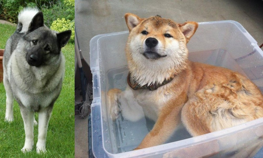 Shiba Inu vs Norwegian Elkhound - Breed Comparison