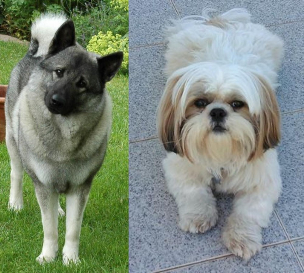 Shih Tzu vs Norwegian Elkhound - Breed Comparison
