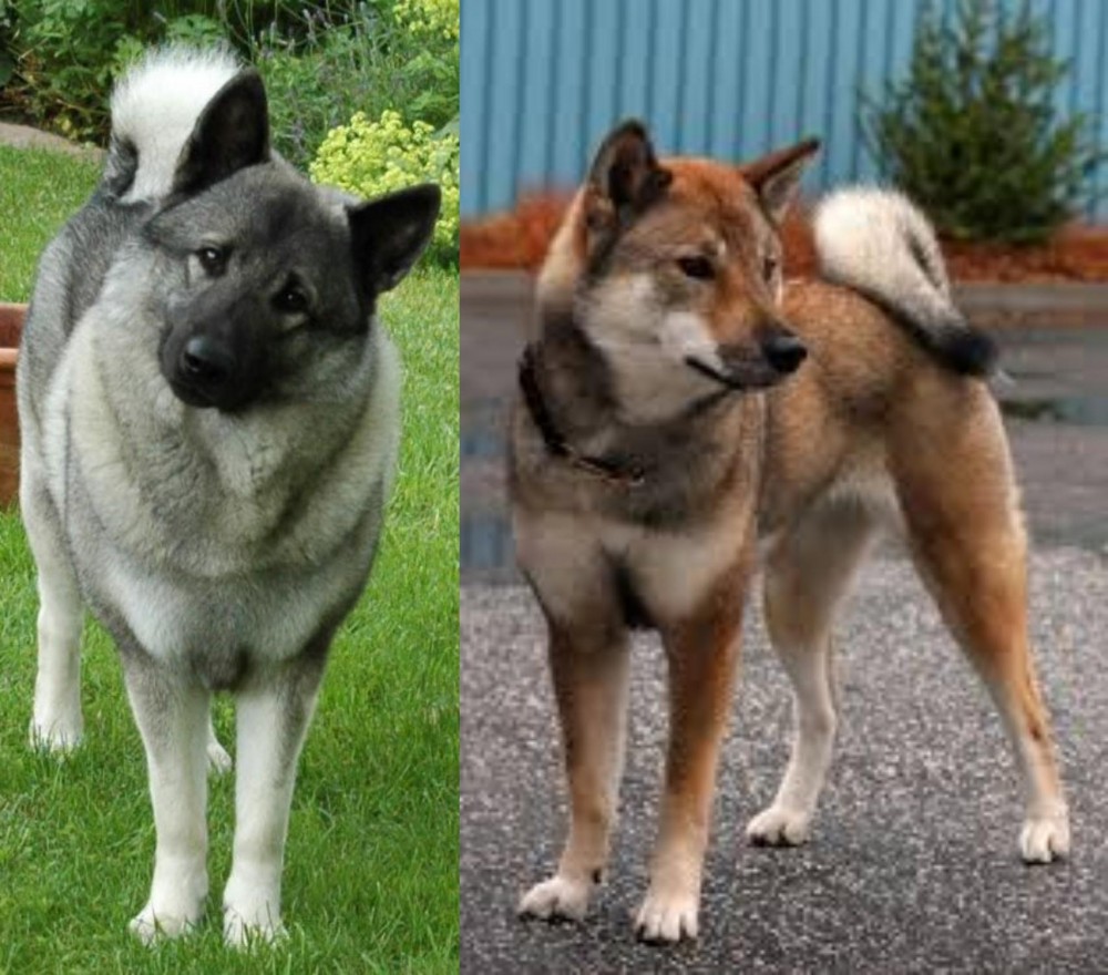 Shikoku vs Norwegian Elkhound - Breed Comparison