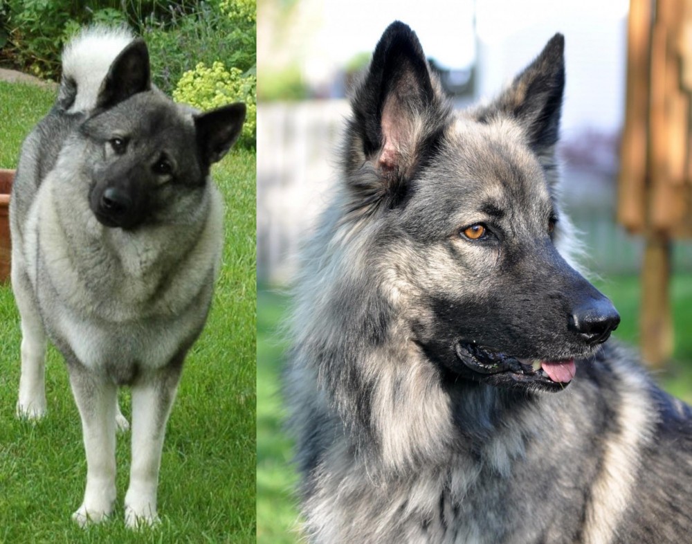 Shiloh Shepherd vs Norwegian Elkhound - Breed Comparison
