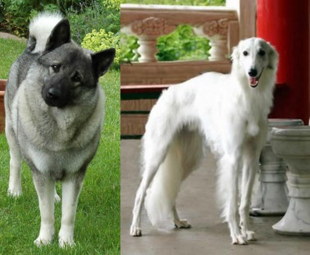 Silken Windhound vs Norwegian Elkhound - Breed Comparison