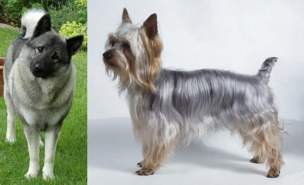 Silky Terrier vs Norwegian Elkhound - Breed Comparison