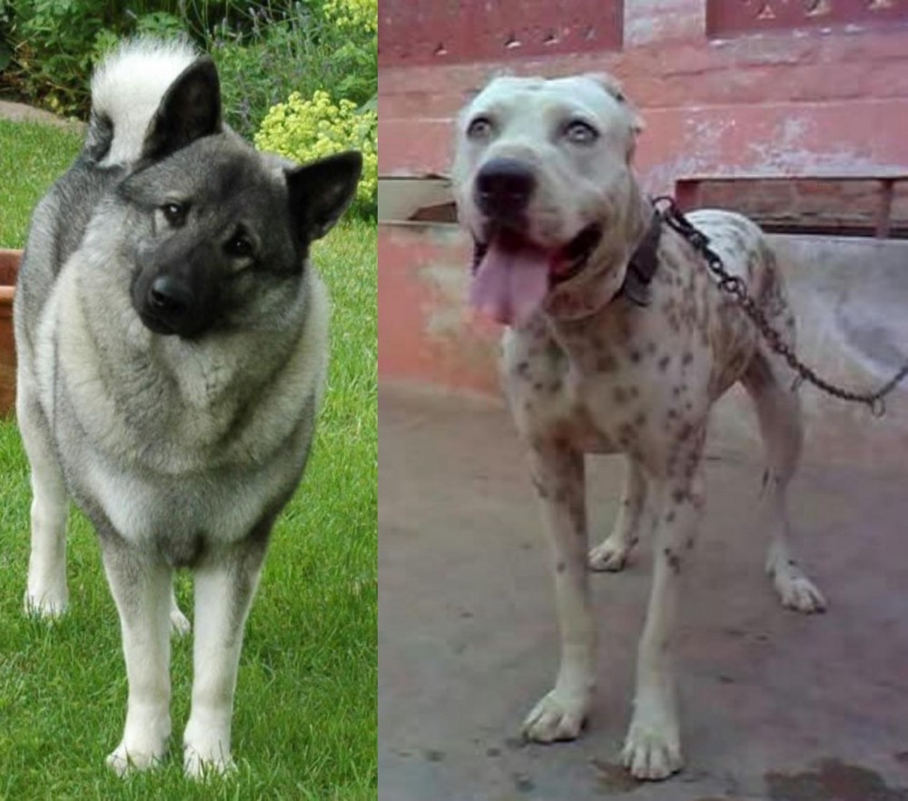 Sindh Mastiff vs Norwegian Elkhound - Breed Comparison