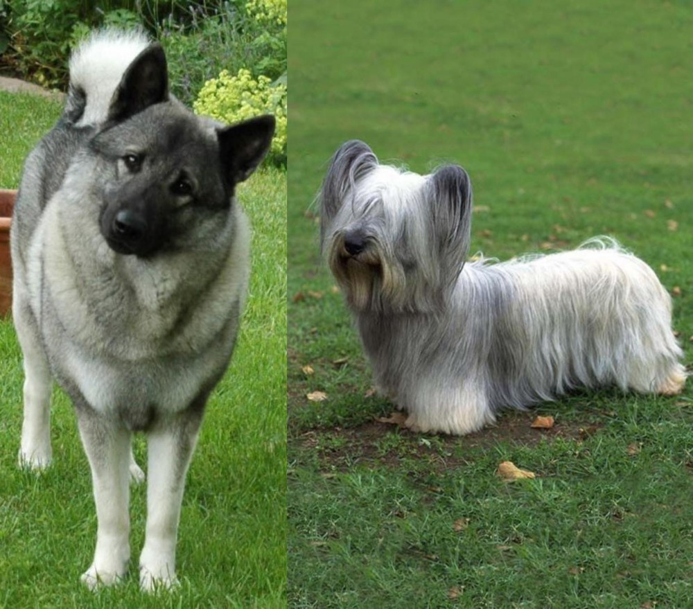 Skye Terrier vs Norwegian Elkhound - Breed Comparison