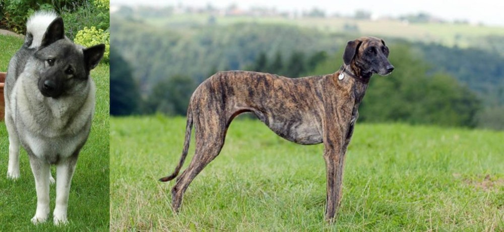 Sloughi vs Norwegian Elkhound - Breed Comparison