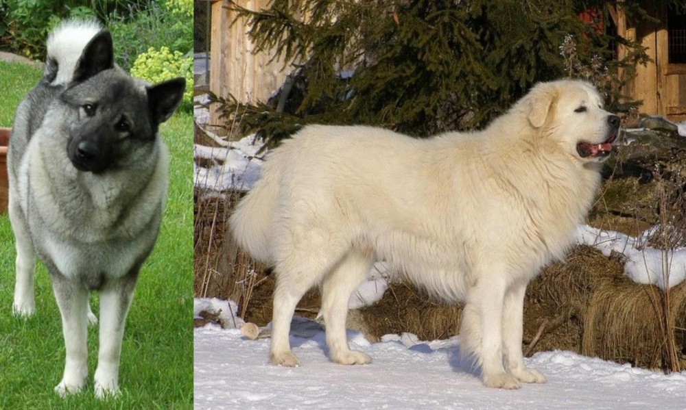 Slovak Cuvac vs Norwegian Elkhound - Breed Comparison