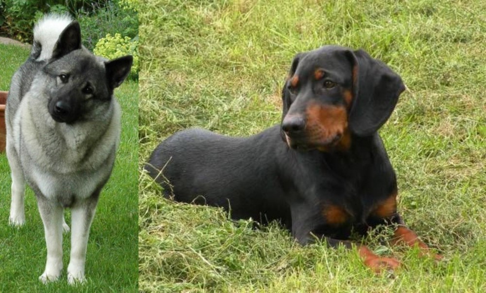 Slovakian Hound vs Norwegian Elkhound - Breed Comparison