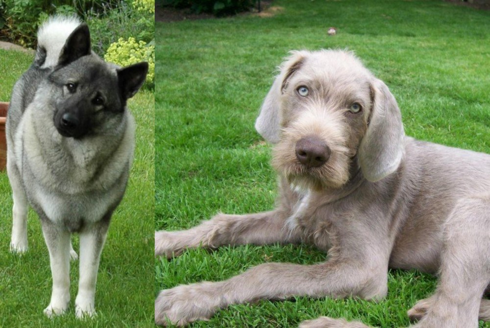 Slovakian Rough Haired Pointer vs Norwegian Elkhound - Breed Comparison