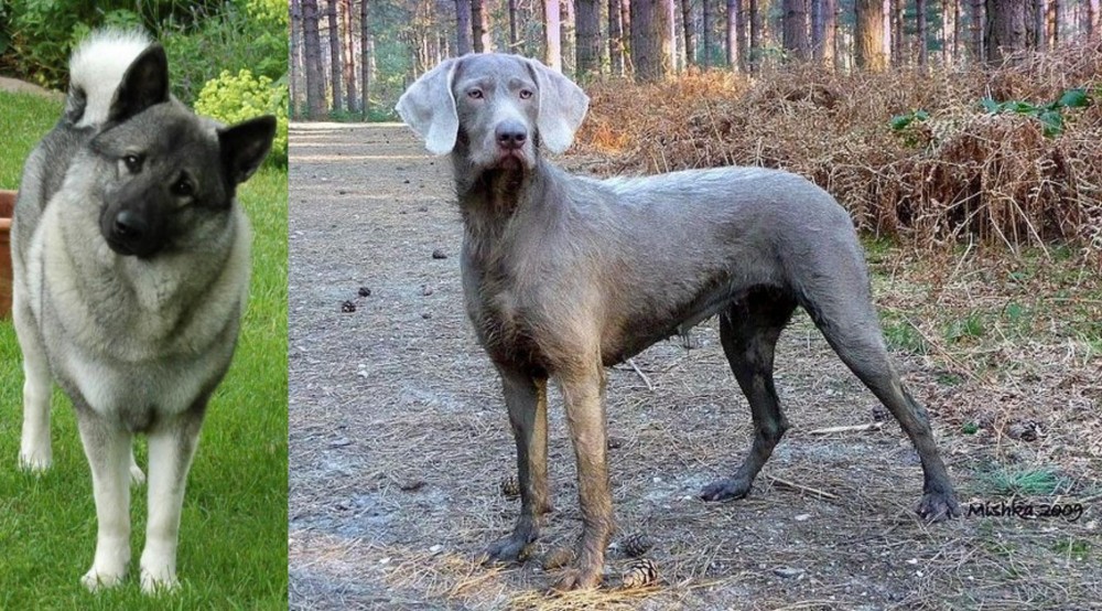 Slovensky Hrubosrsty Stavac vs Norwegian Elkhound - Breed Comparison