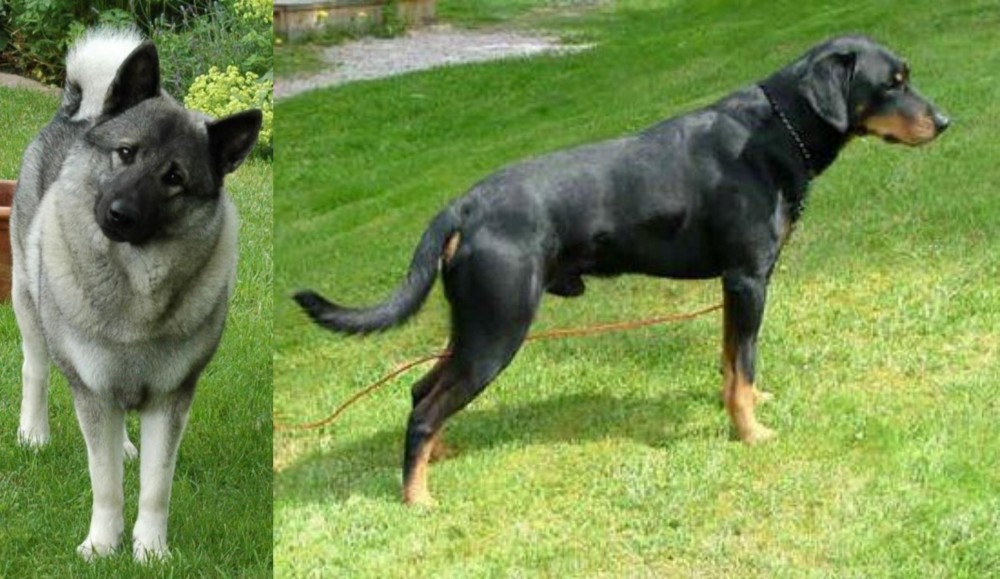 Smalandsstovare vs Norwegian Elkhound - Breed Comparison