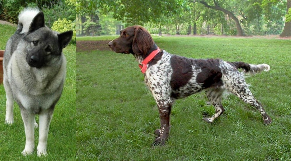 Small Munsterlander vs Norwegian Elkhound - Breed Comparison