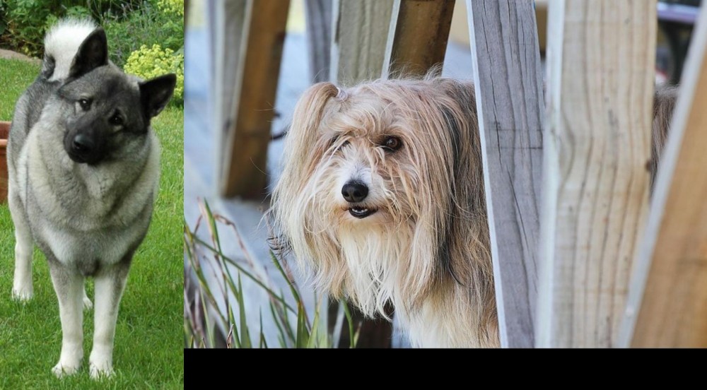 Smithfield vs Norwegian Elkhound - Breed Comparison