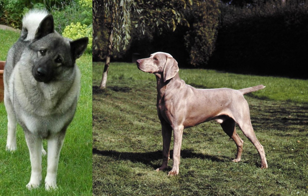 Smooth Haired Weimaraner vs Norwegian Elkhound - Breed Comparison