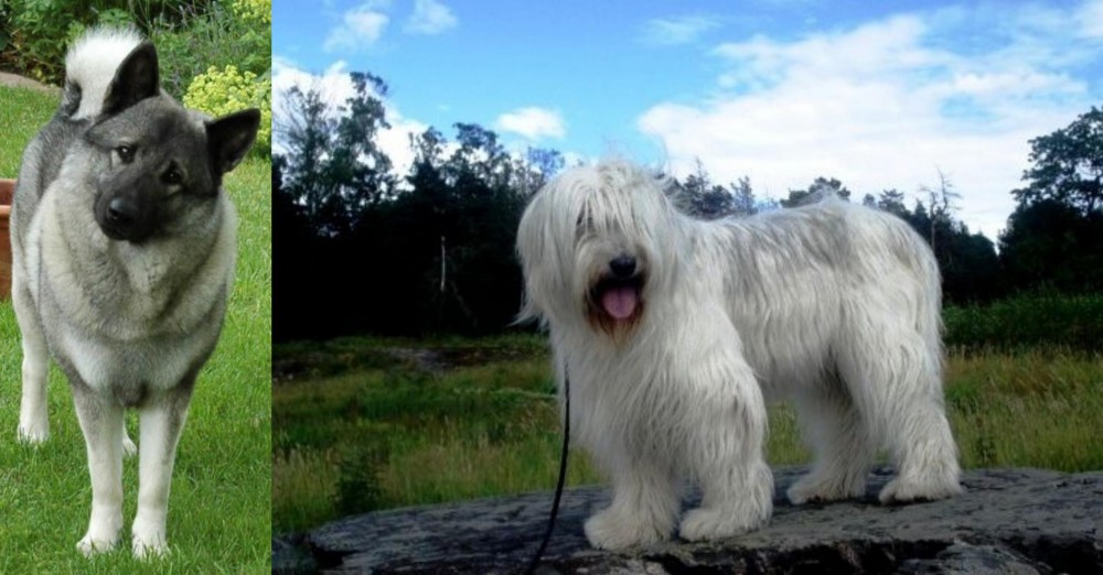 South Russian Ovcharka vs Norwegian Elkhound - Breed Comparison