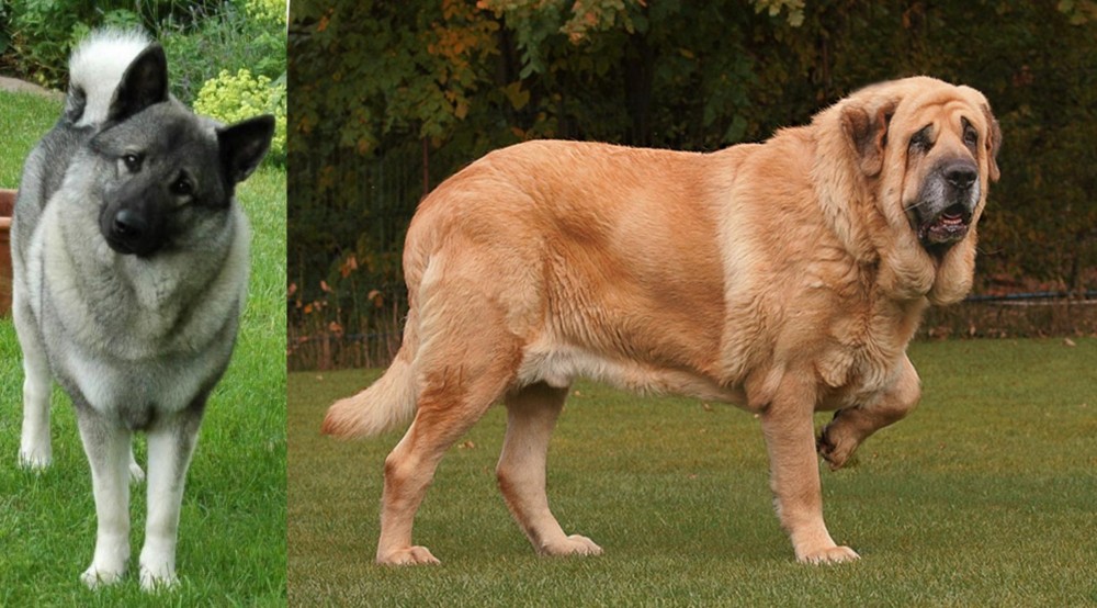Spanish Mastiff vs Norwegian Elkhound - Breed Comparison
