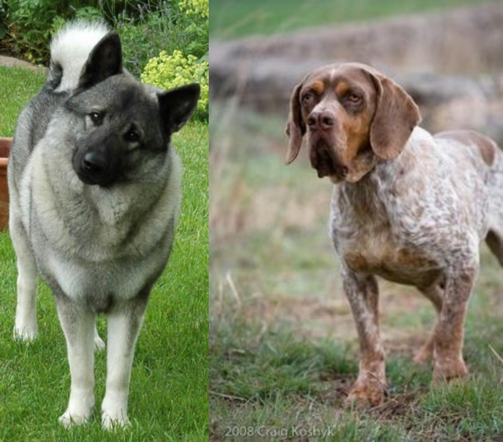 Spanish Pointer vs Norwegian Elkhound - Breed Comparison