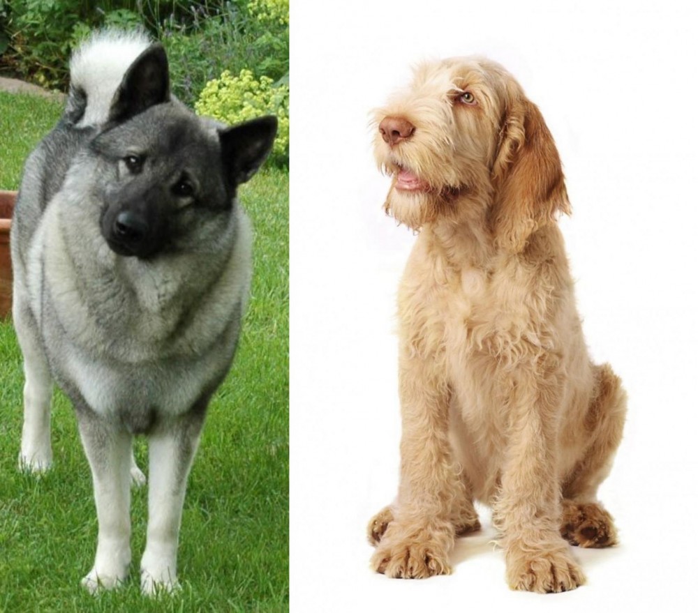 Spinone Italiano vs Norwegian Elkhound - Breed Comparison