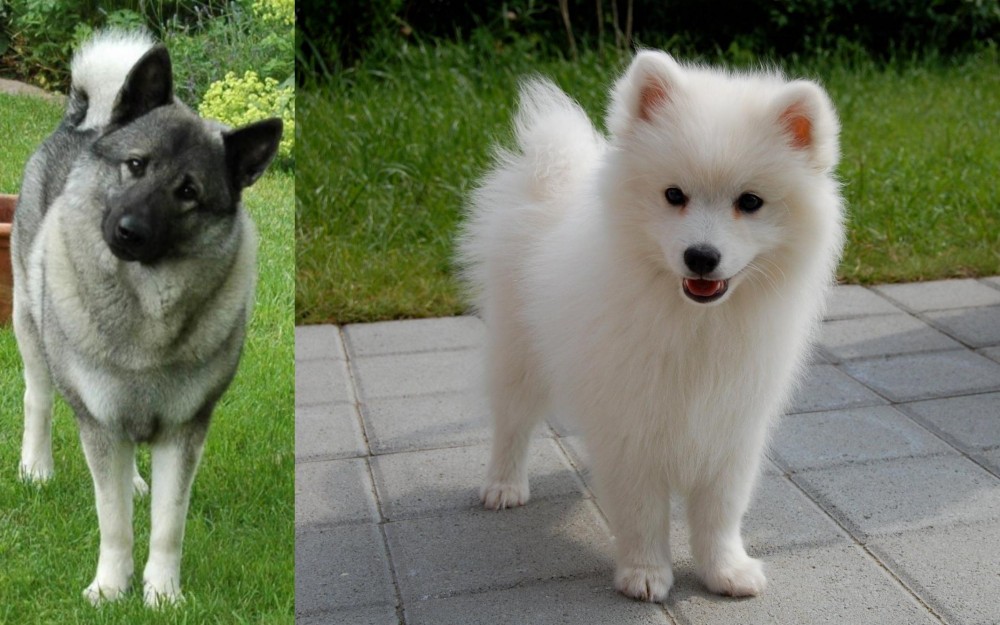 Spitz vs Norwegian Elkhound - Breed Comparison