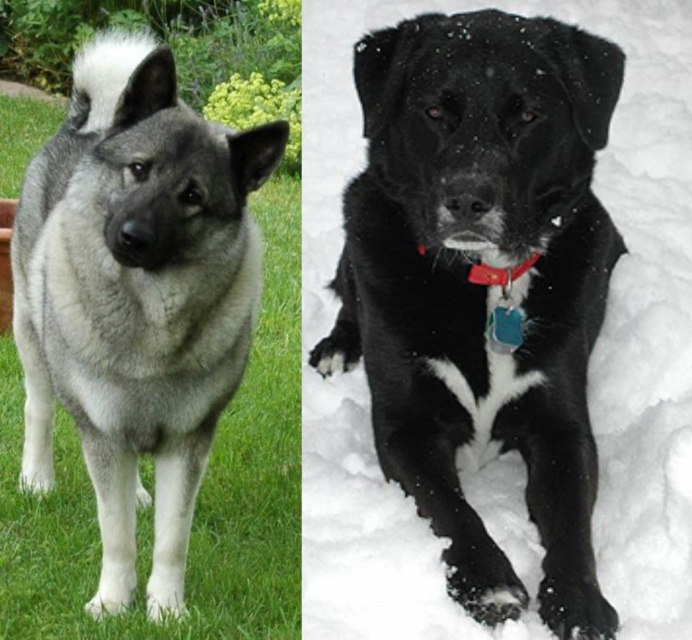 St. John's Water Dog vs Norwegian Elkhound - Breed Comparison