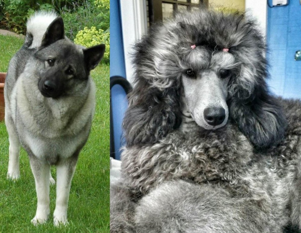 Standard Poodle vs Norwegian Elkhound - Breed Comparison
