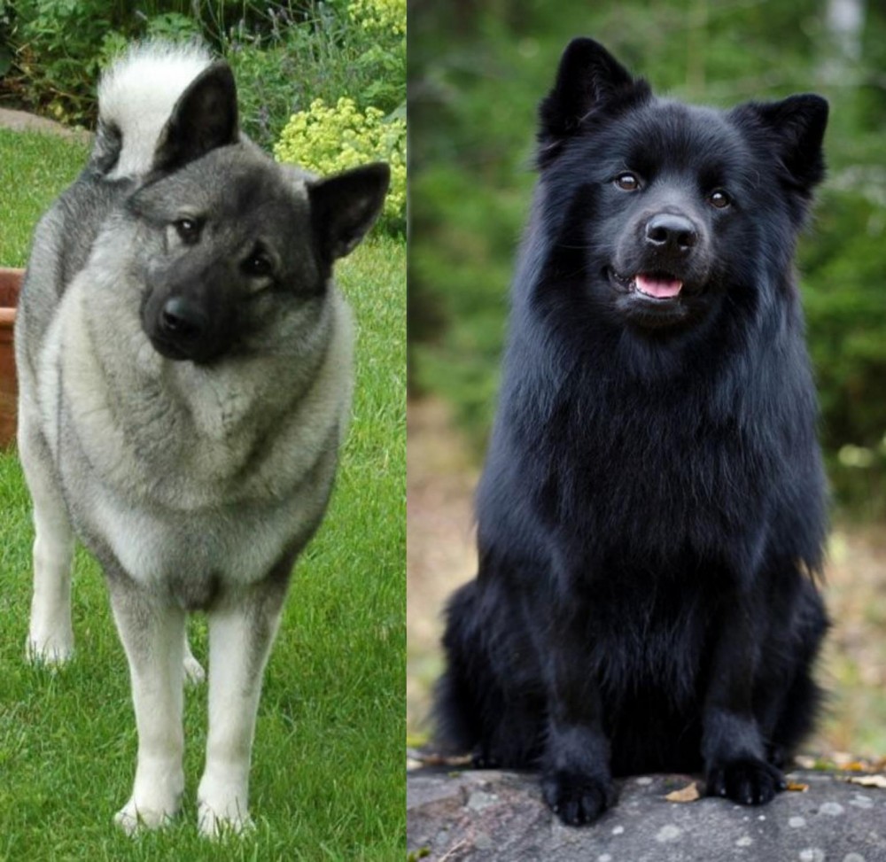 Swedish Lapphund vs Norwegian Elkhound - Breed Comparison