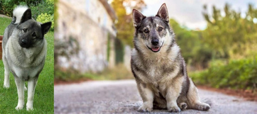 Swedish Vallhund vs Norwegian Elkhound - Breed Comparison