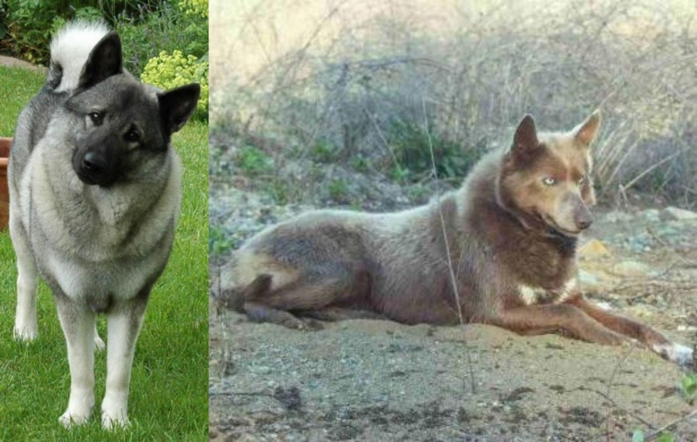 Tahltan Bear Dog vs Norwegian Elkhound - Breed Comparison