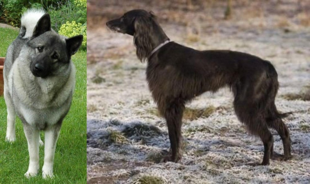 Taigan vs Norwegian Elkhound - Breed Comparison