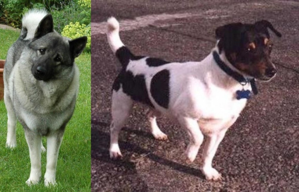 Teddy Roosevelt Terrier vs Norwegian Elkhound - Breed Comparison