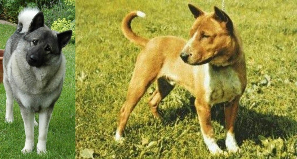 Telomian vs Norwegian Elkhound - Breed Comparison