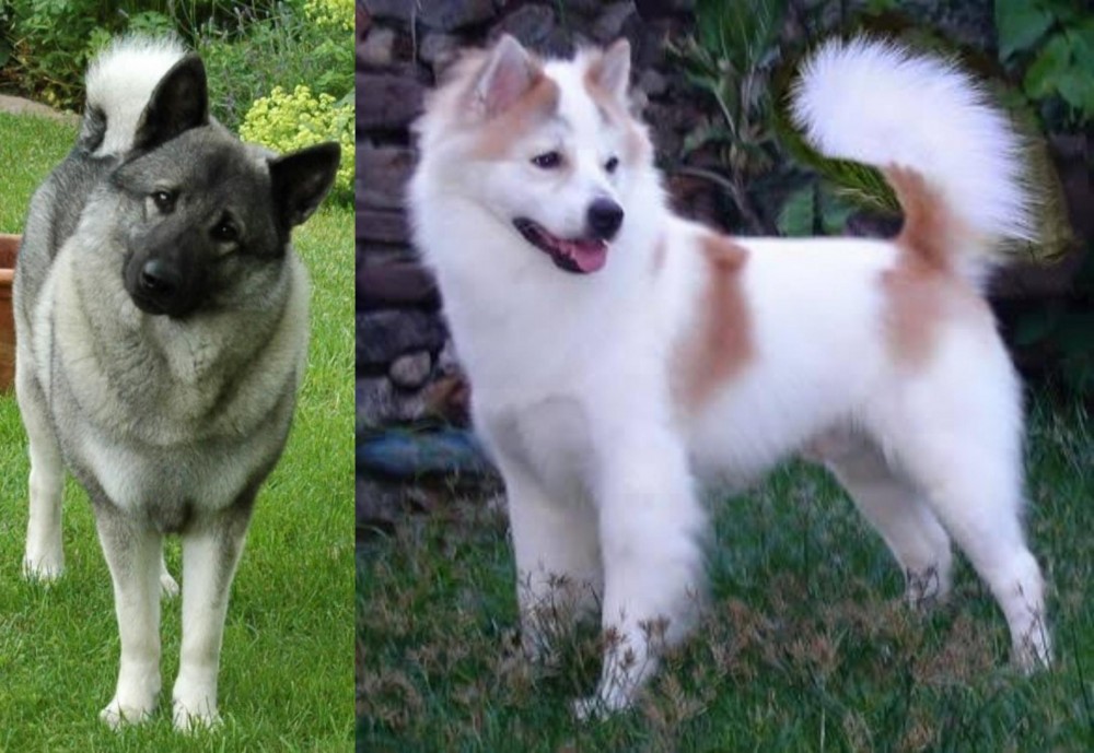 Thai Bangkaew vs Norwegian Elkhound - Breed Comparison