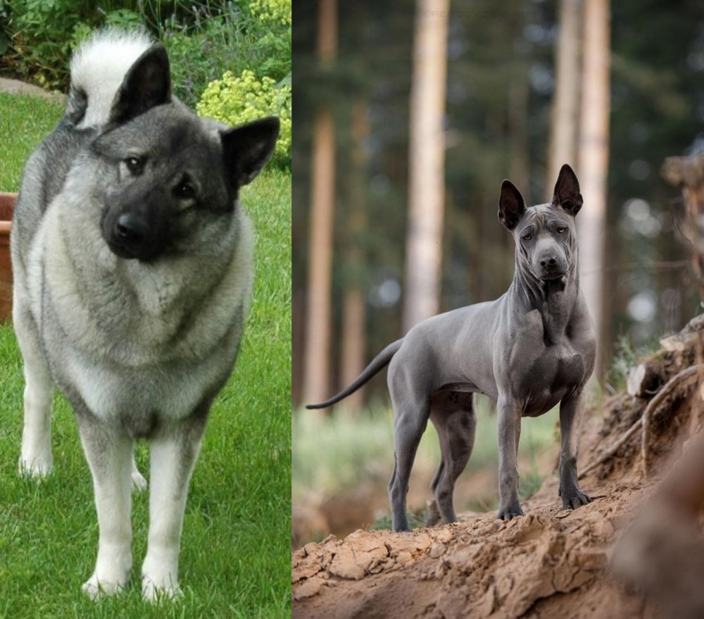 Thai Ridgeback vs Norwegian Elkhound - Breed Comparison