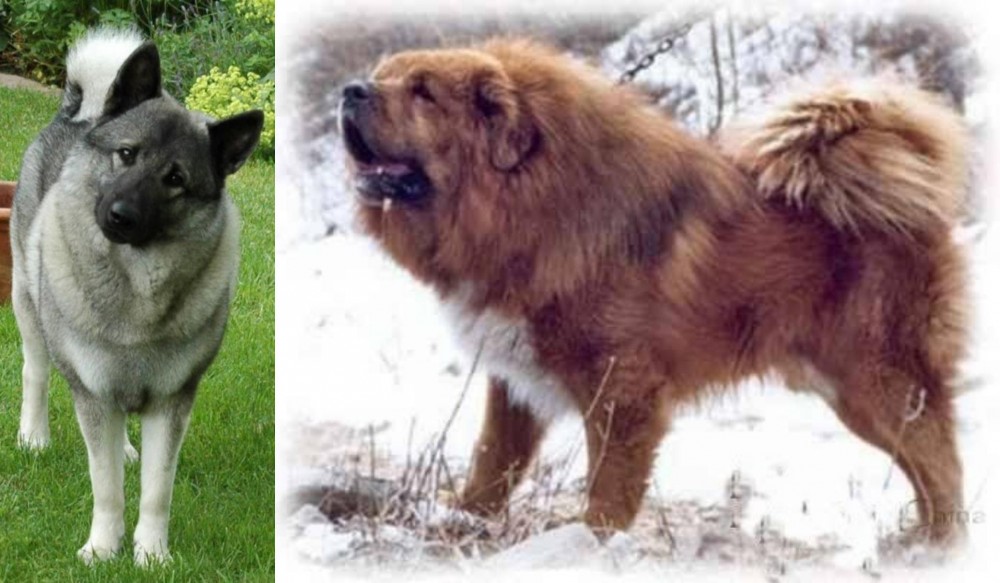 Tibetan Kyi Apso vs Norwegian Elkhound - Breed Comparison