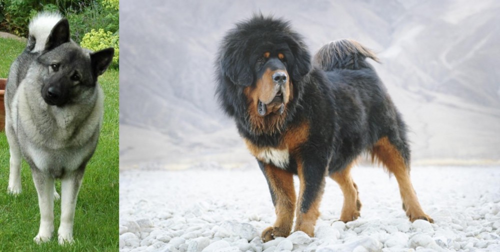 Tibetan Mastiff vs Norwegian Elkhound - Breed Comparison