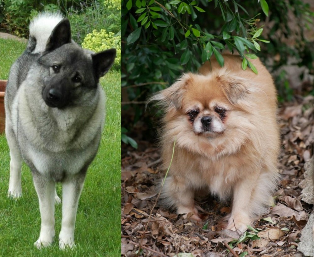 Tibetan Spaniel vs Norwegian Elkhound - Breed Comparison