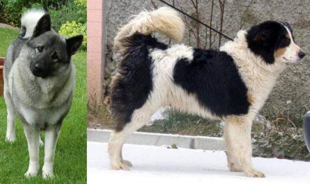 Tornjak vs Norwegian Elkhound - Breed Comparison
