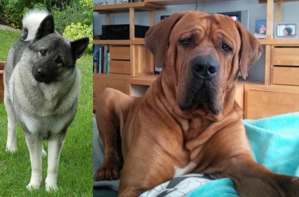 Tosa vs Norwegian Elkhound - Breed Comparison
