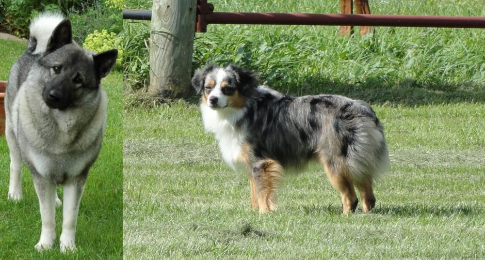 Toy Australian Shepherd vs Norwegian Elkhound - Breed Comparison