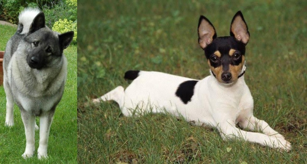 Toy Fox Terrier vs Norwegian Elkhound - Breed Comparison