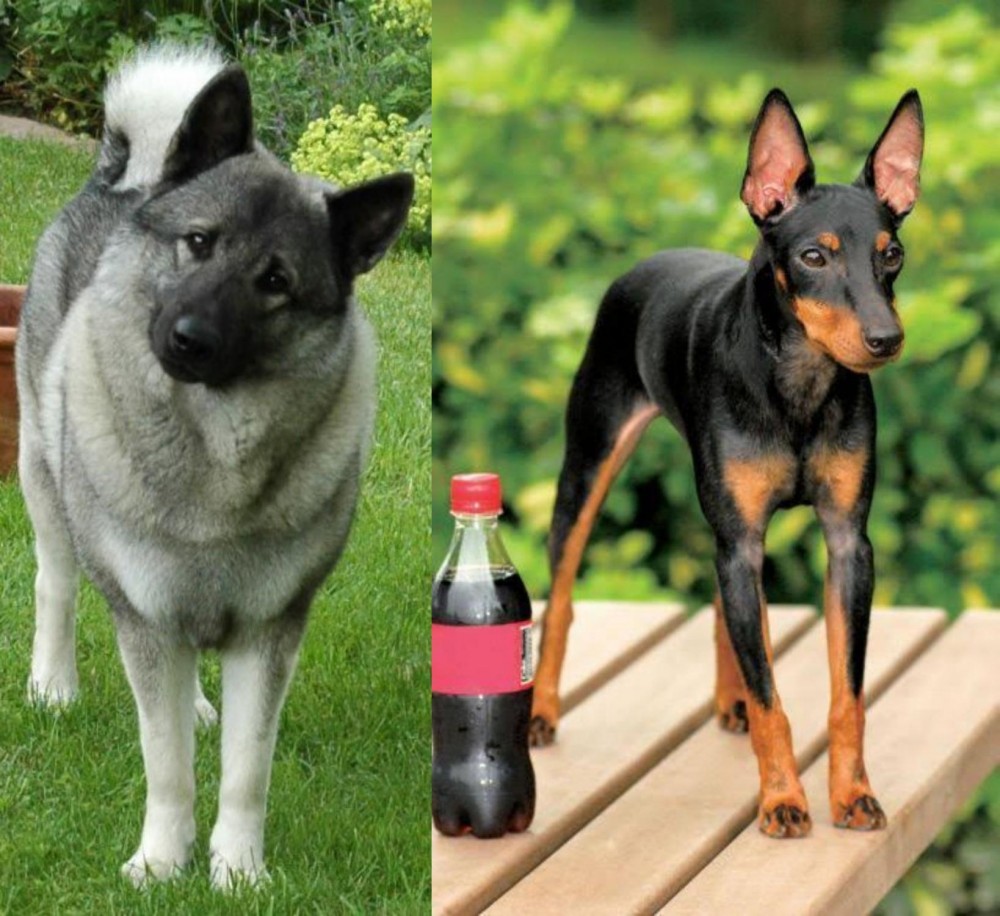 Toy Manchester Terrier vs Norwegian Elkhound - Breed Comparison