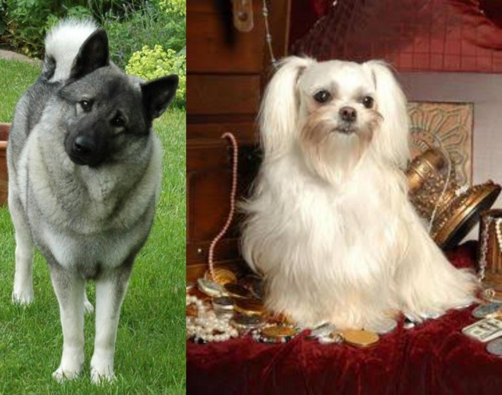 Toy Mi-Ki vs Norwegian Elkhound - Breed Comparison