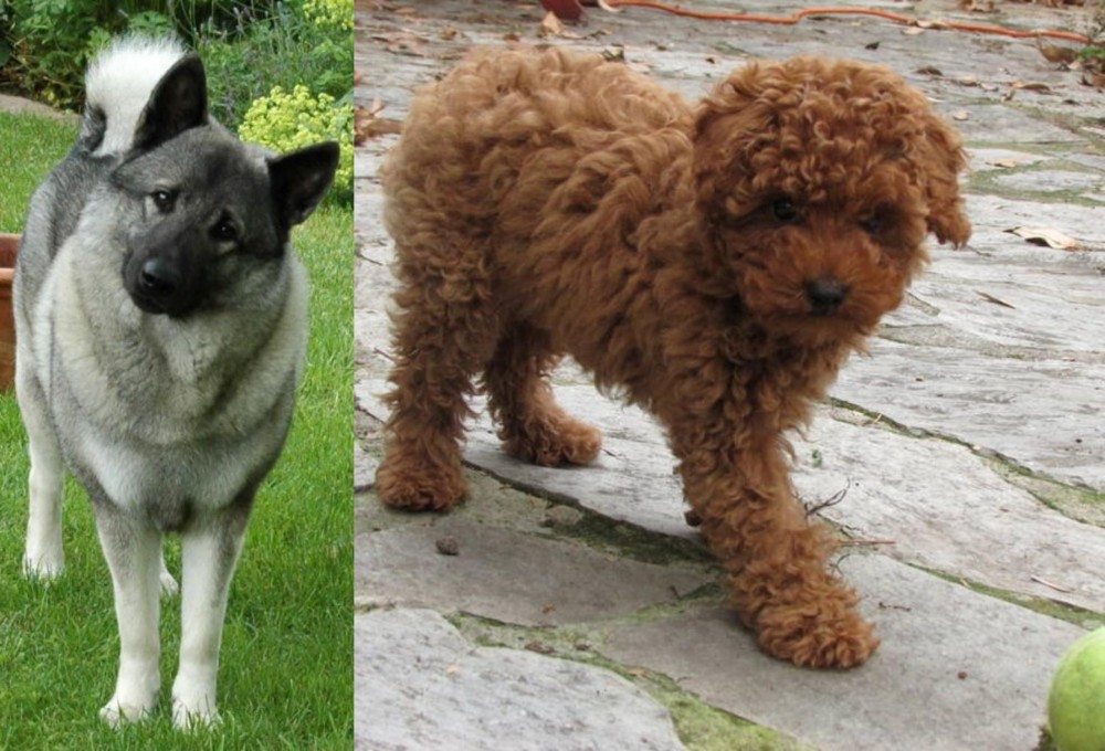 Toy Poodle vs Norwegian Elkhound - Breed Comparison