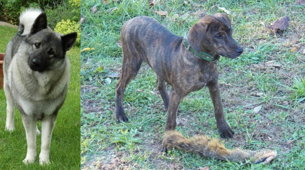 Treeing Cur vs Norwegian Elkhound - Breed Comparison