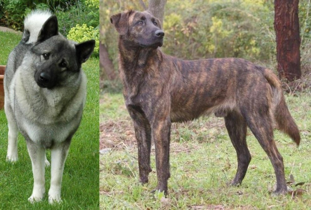 Treeing Tennessee Brindle vs Norwegian Elkhound - Breed Comparison