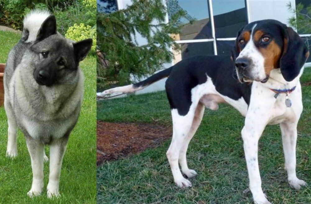 Treeing Walker Coonhound vs Norwegian Elkhound - Breed Comparison