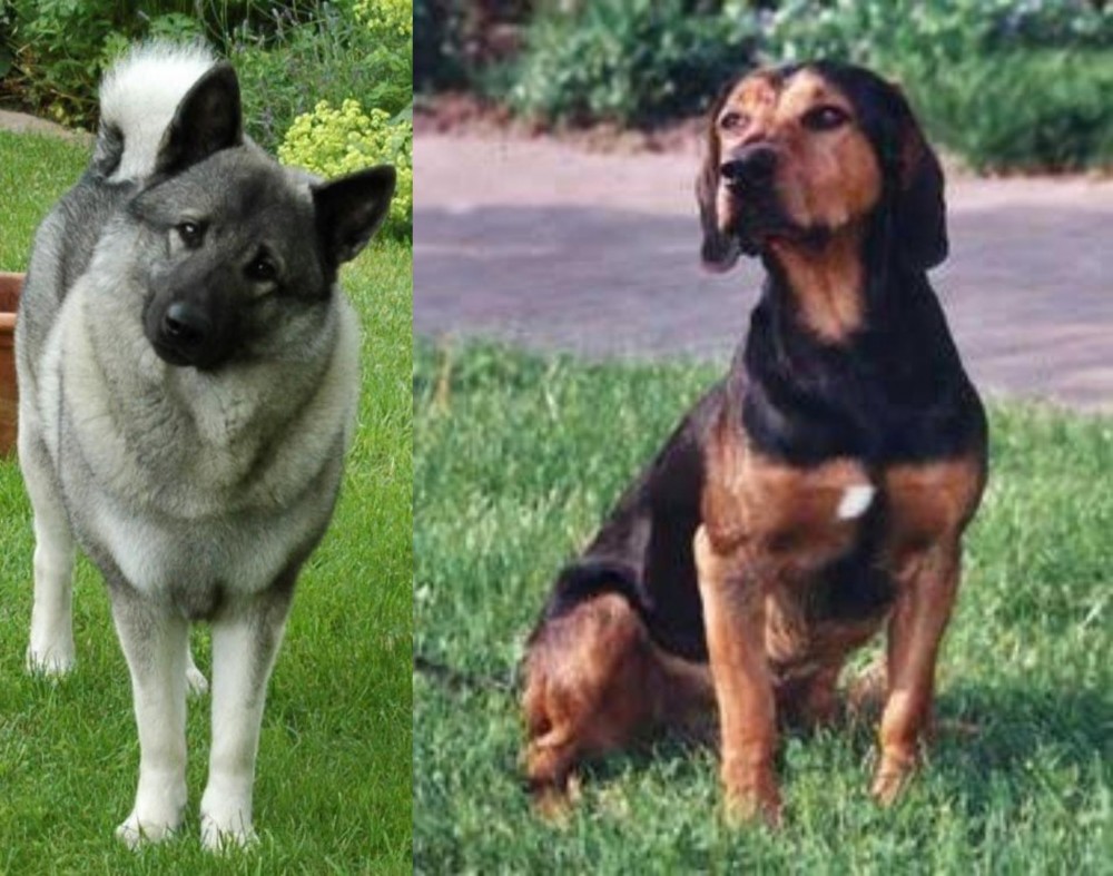 Tyrolean Hound vs Norwegian Elkhound - Breed Comparison