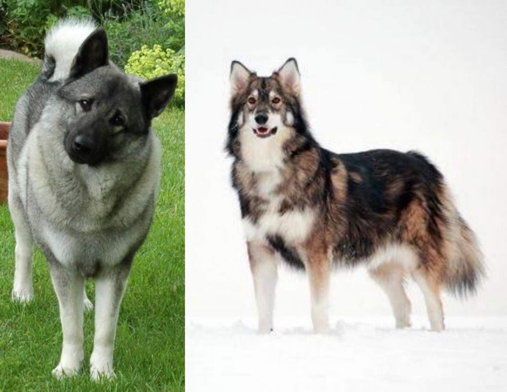 Utonagan vs Norwegian Elkhound - Breed Comparison
